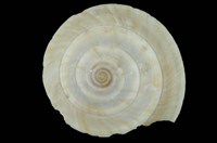 藏品(扁車輪螺)的圖片